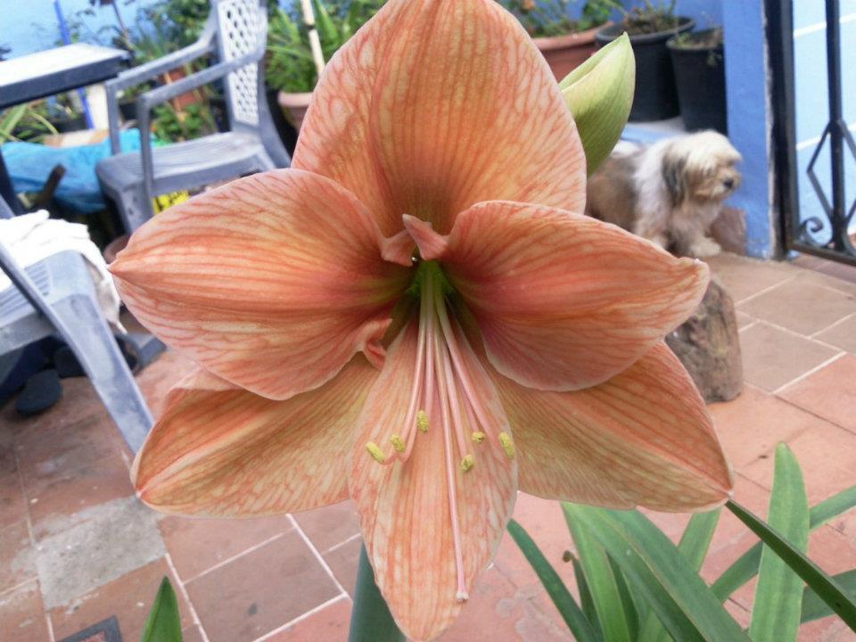 [Foto de planta, jardin, jardineria]