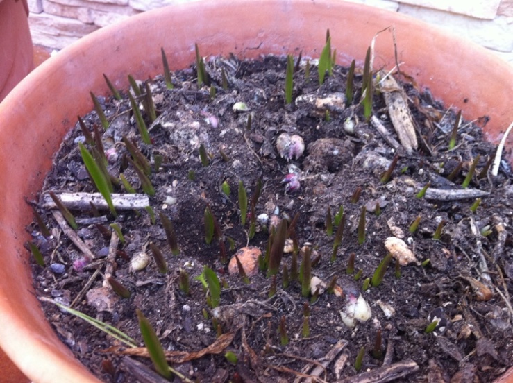 [Foto de planta, jardin, jardineria]