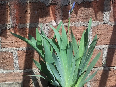 [Foto de planta, jardin, jardineria]