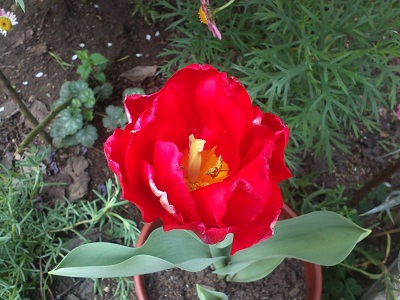 [Foto de planta, jardin, jardineria]