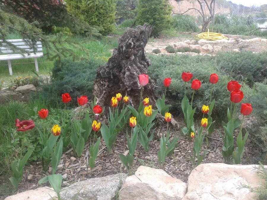 [Foto de planta, jardin, jardineria]