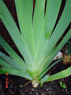 [Foto de planta, jardin, jardineria]