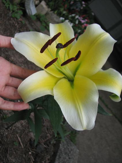 [Foto de planta, jardin, jardineria]