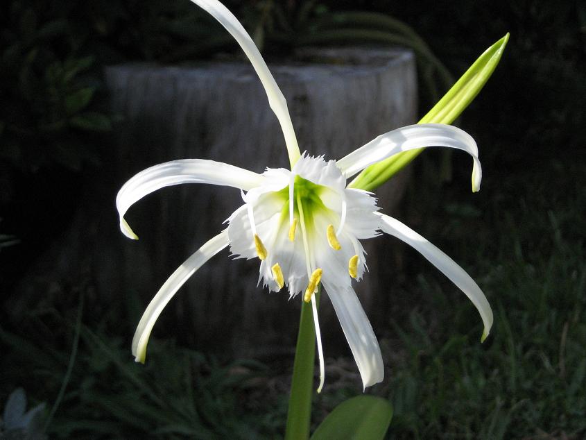 [Foto de planta, jardin, jardineria]