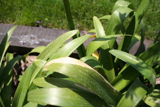 [Foto de planta, jardin, jardineria]