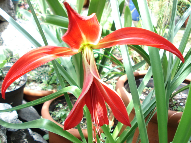 Flor de lis (Sprekelia formosissima)