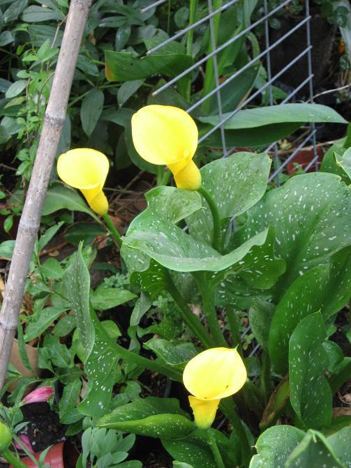 [Foto de planta, jardin, jardineria]