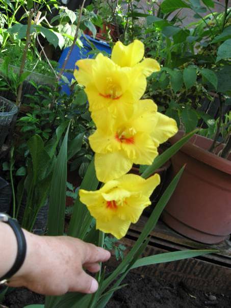 [Foto de planta, jardin, jardineria]