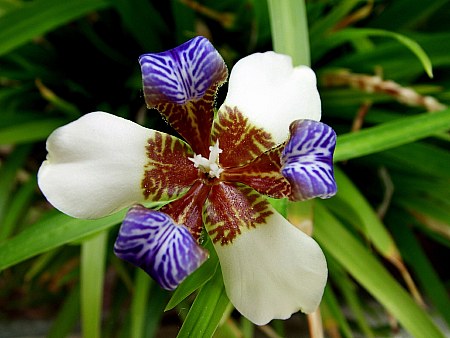 [Foto de planta, jardin, jardineria]