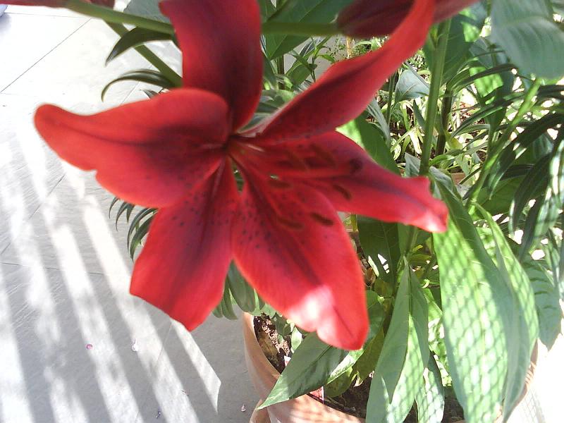 [Foto de planta, jardin, jardineria]