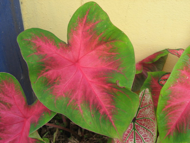 [Foto de planta, jardin, jardineria]
