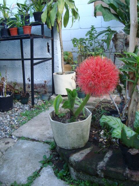 [Foto de planta, jardin, jardineria]