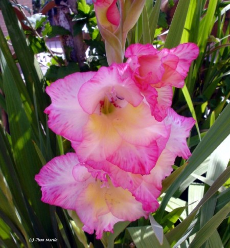 [Foto de planta, jardin, jardineria]