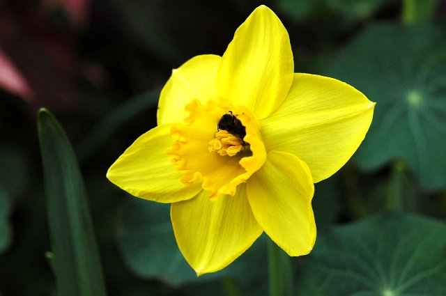 [Foto de planta, jardin, jardineria]