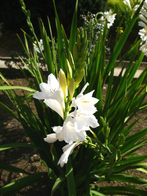 [Foto de planta, jardin, jardineria]