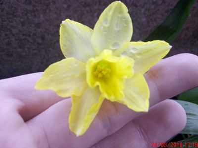 [Foto de planta, jardin, jardineria]
