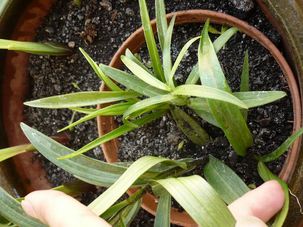 [Foto de planta, jardin, jardineria]