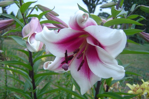 [Foto de planta, jardin, jardineria]