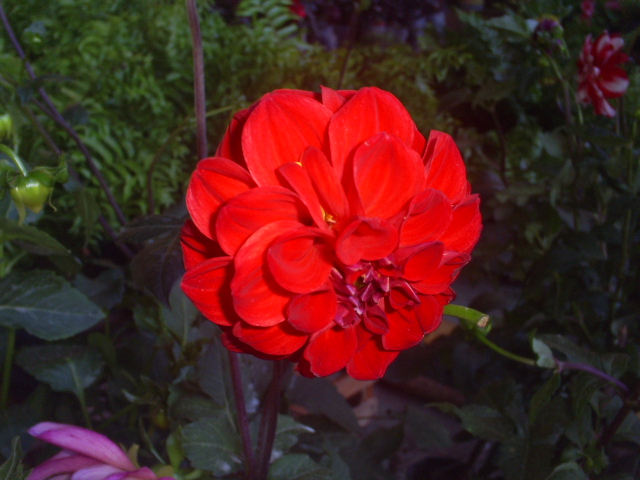 [Foto de planta, jardin, jardineria]