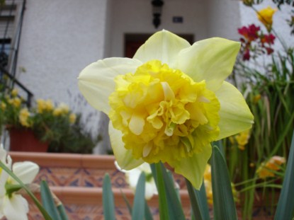 [Foto de planta, jardin, jardineria]