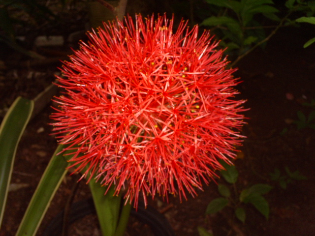 [Foto de planta, jardin, jardineria]