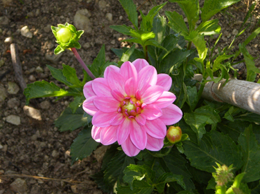 [Foto de planta, jardin, jardineria]