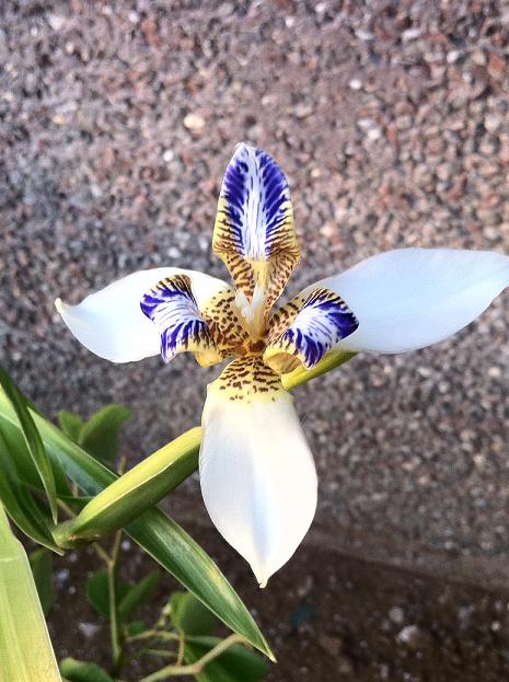 [Foto de planta, jardin, jardineria]