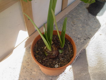 [Foto de planta, jardin, jardineria]