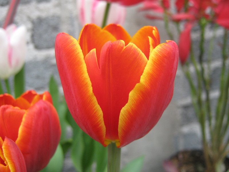 [Foto de planta, jardin, jardineria]