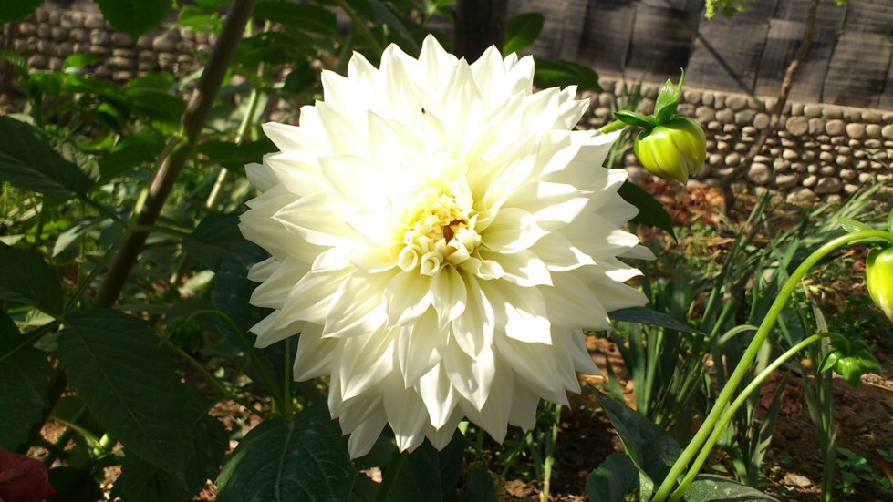 [Foto de planta, jardin, jardineria]