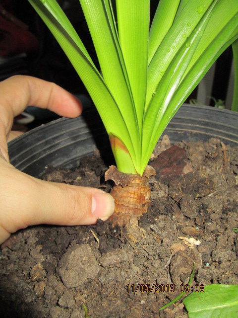 [Foto de planta, jardin, jardineria]