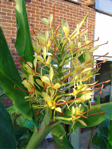 [Foto de planta, jardin, jardineria]