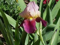 [Foto de planta, jardin, jardineria]