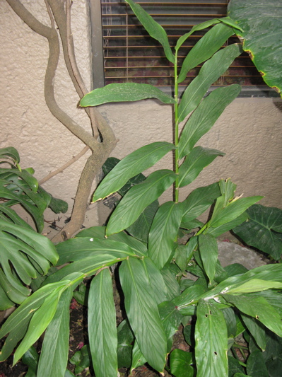 [Foto de planta, jardin, jardineria]