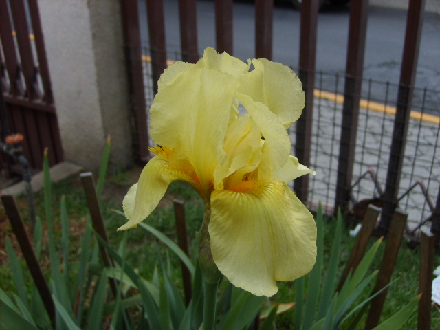 [Foto de planta, jardin, jardineria]