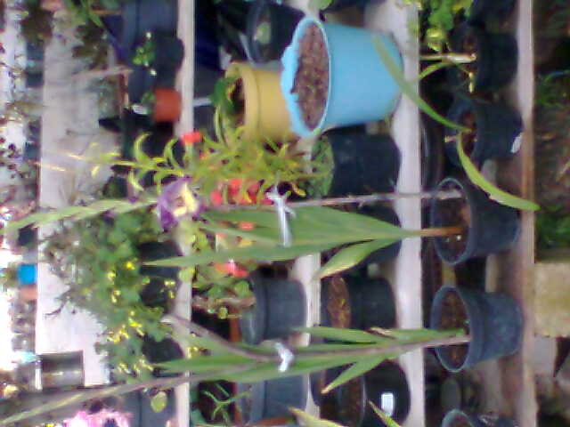[Foto de planta, jardin, jardineria]