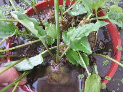 [Foto de planta, jardin, jardineria]