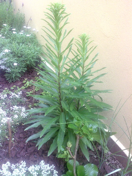 [Foto de planta, jardin, jardineria]