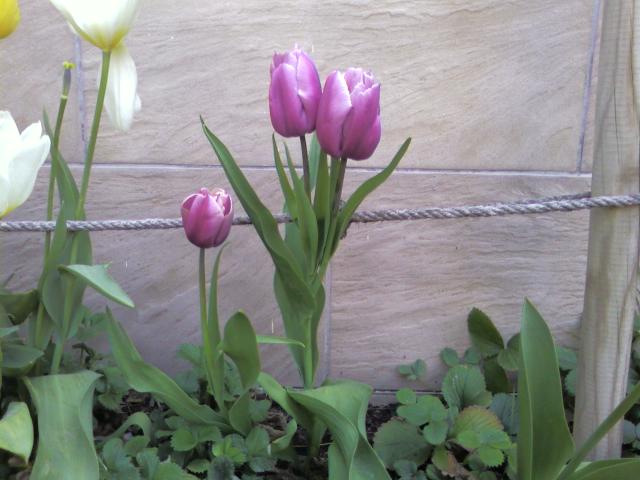 [Foto de planta, jardin, jardineria]