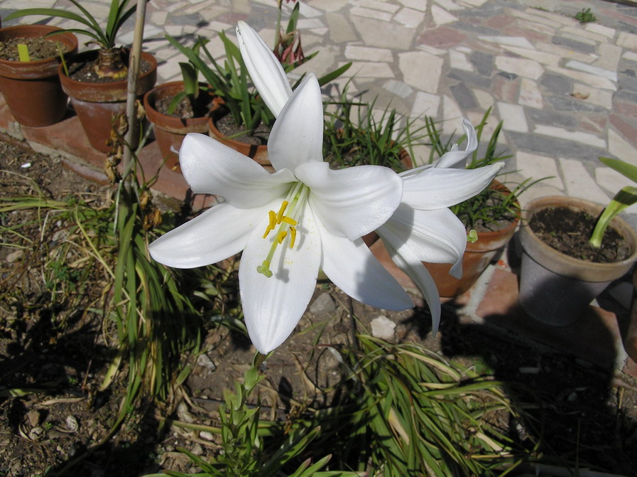 [Foto de planta, jardin, jardineria]