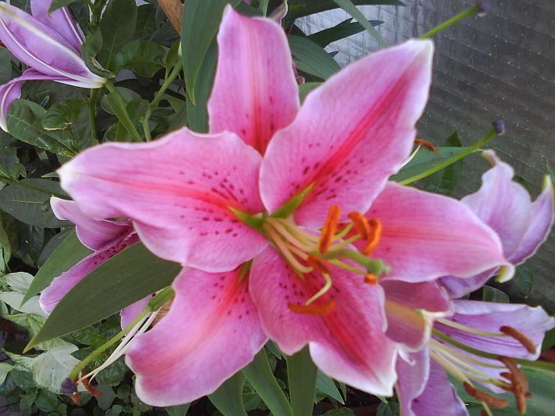 [Foto de planta, jardin, jardineria]