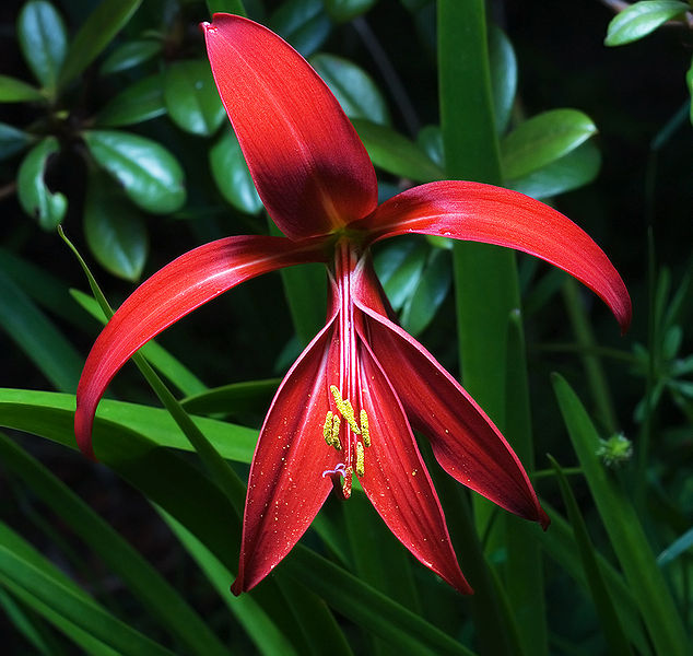 [Foto de planta, jardin, jardineria]