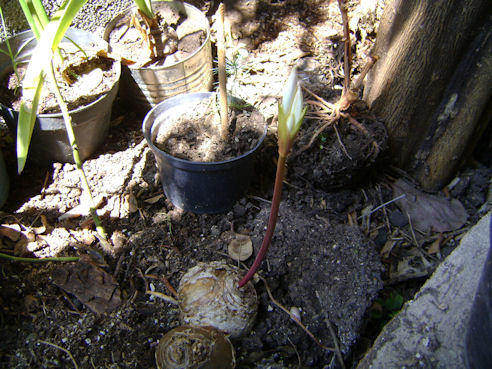 [Foto de planta, jardin, jardineria]