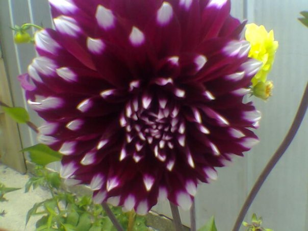 [Foto de planta, jardin, jardineria]