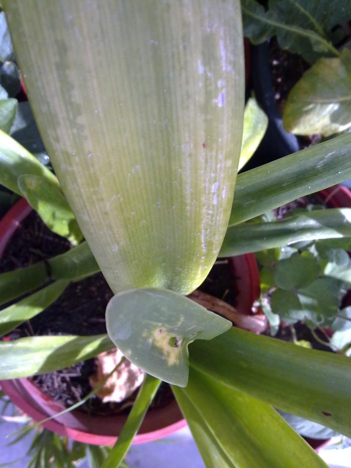 [Foto de planta, jardin, jardineria]