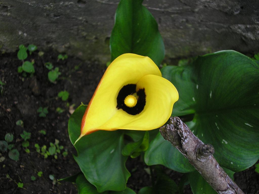 [Foto de planta, jardin, jardineria]