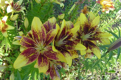 [Foto de planta, jardin, jardineria]