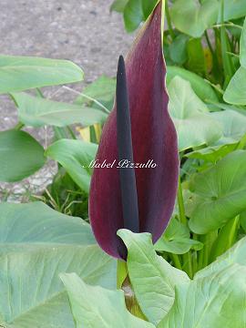 [Foto de planta, jardin, jardineria]