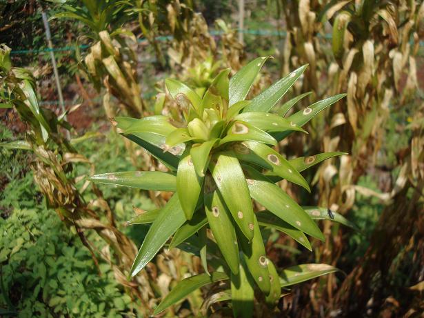 [Foto de planta, jardin, jardineria]