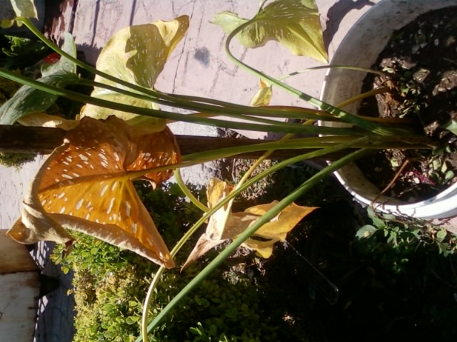 [Foto de planta, jardin, jardineria]